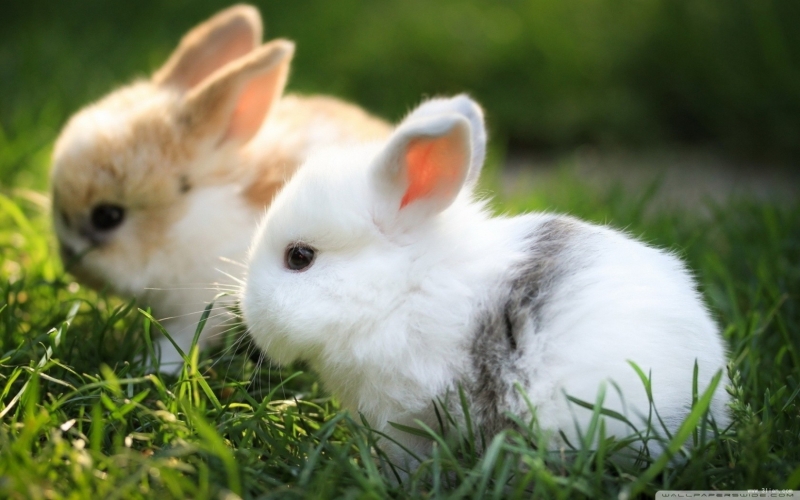 『Rabbit』每个人的内心都有一个兔子